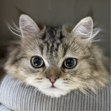 ミヌエット(長足)【愛知県・男の子・2025年5月30日・ブラウンタビー（ふわふわ滑らか♪）】の写真「快活美男子🐾両親に似て穏やかに成長する予感♪」