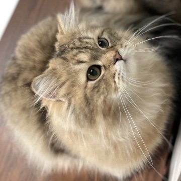 ミヌエット(長足)【愛知県・男の子・2025年4月29日・ブラウンマッカレルタビー（ふわふわ滑らか♪♪）】の写真「ゴージャスな被毛になりそうな甘えん坊男子♪😊」