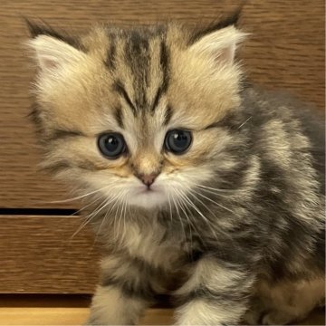 ミヌエット(長足)【愛知県・男の子・2025年5月30日・ブラウンタビー（ふわふわ滑らか♪♪）】の写真「綺麗なシルバー🐾両親に似て穏やかに成長する予感♪」