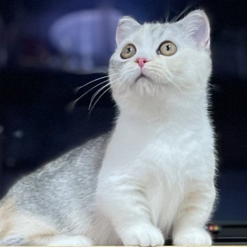 ミヌエット(短足)【愛知県・女の子・2025年6月12日・シルバーパッチドタビー&ホワイト（滑らか♪♪）】の写真「綺麗な短足三毛の女の子🐾✨幸福招来♪✨」