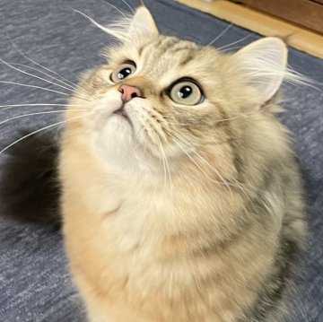 ミヌエット(長足)【愛知県・男の子・2025年4月29日・ブラウンマッカレルタビー（ふわふわ滑らか♪♪）】の写真「父似の整ったお顔、逞しい体、快活美男子♪😊」