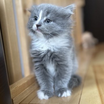 ミヌエット(長足)【愛知県・女の子・2025年9月17日・ブルーパッチドタビー&ホワイト（滑らか♪♪）】の写真「整った顔立ち🐾両親に似て穏やかに成長する予感♪」