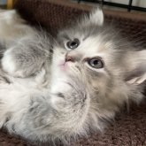 ミヌエット(長足)