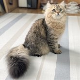 ミヌエット(長足)