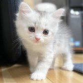 ミヌエット(長足)