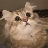 ミヌエット(長足)