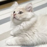 ミヌエット(長足)