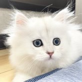 ミヌエット(長足)
