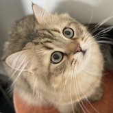 ミヌエット(長足)