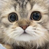 ミヌエット(長足)