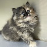 ミヌエット(長足)