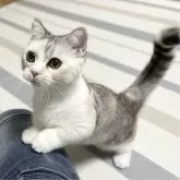 ミヌエット(短足)