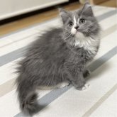 ミヌエット(長足)