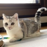 ミヌエット(短足)