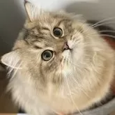 ミヌエット(長足)