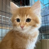 ミヌエット(長足)