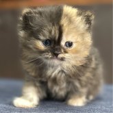 ミヌエット(長足)