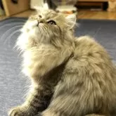 ミヌエット(長足)