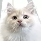 ミヌエット(長足)