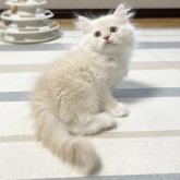 ミヌエット(長足)