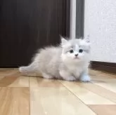 ミヌエット(短足)