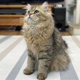 ミヌエット(長足)