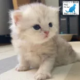 ミヌエット(長足)