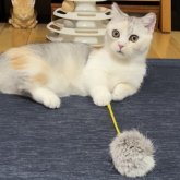 ミヌエット(短足)