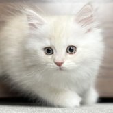 ミヌエット(長足)