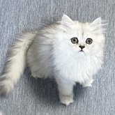 ミヌエット(長足)