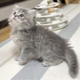 ミヌエット(長足)