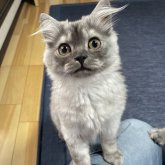 ミヌエット(長足)