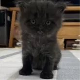 ミヌエット(長足)