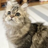 ミヌエット(長足)