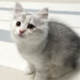 ミヌエット(長足)