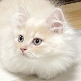 ミヌエット(長足)