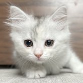 ミヌエット(長足)