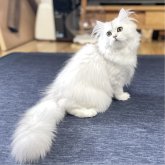 ミヌエット(長足)