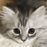 ミヌエット(長足)