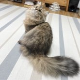 ミヌエット(長足)