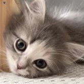 ミヌエット(長足)