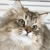 ミヌエット(長足)