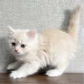 ミヌエット(長足)