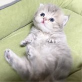ミヌエット(短足)