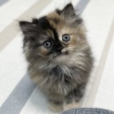 ミヌエット(長足)