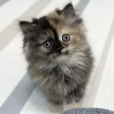 ミヌエット(長足)