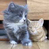 ミヌエット(長足)