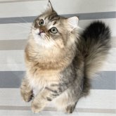 ミヌエット(長足)