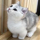 ミヌエット(短足)