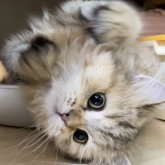 ミヌエット(長足)